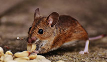 24 Hour & Emergency Exterminators in Easton, MD
